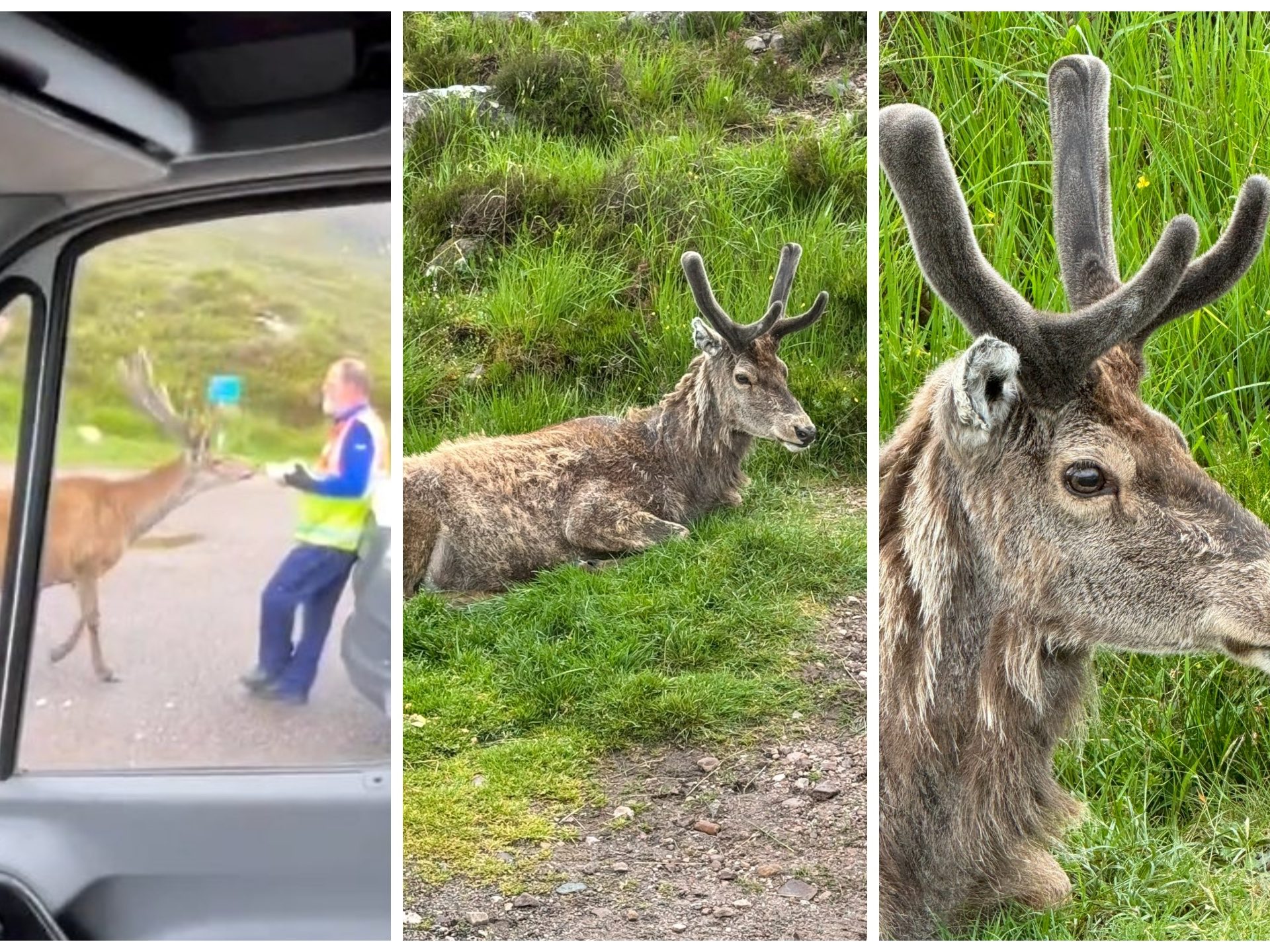 Cerf mascotte du parc tué par les croissants des touristes : dents pourries, impossible de manger