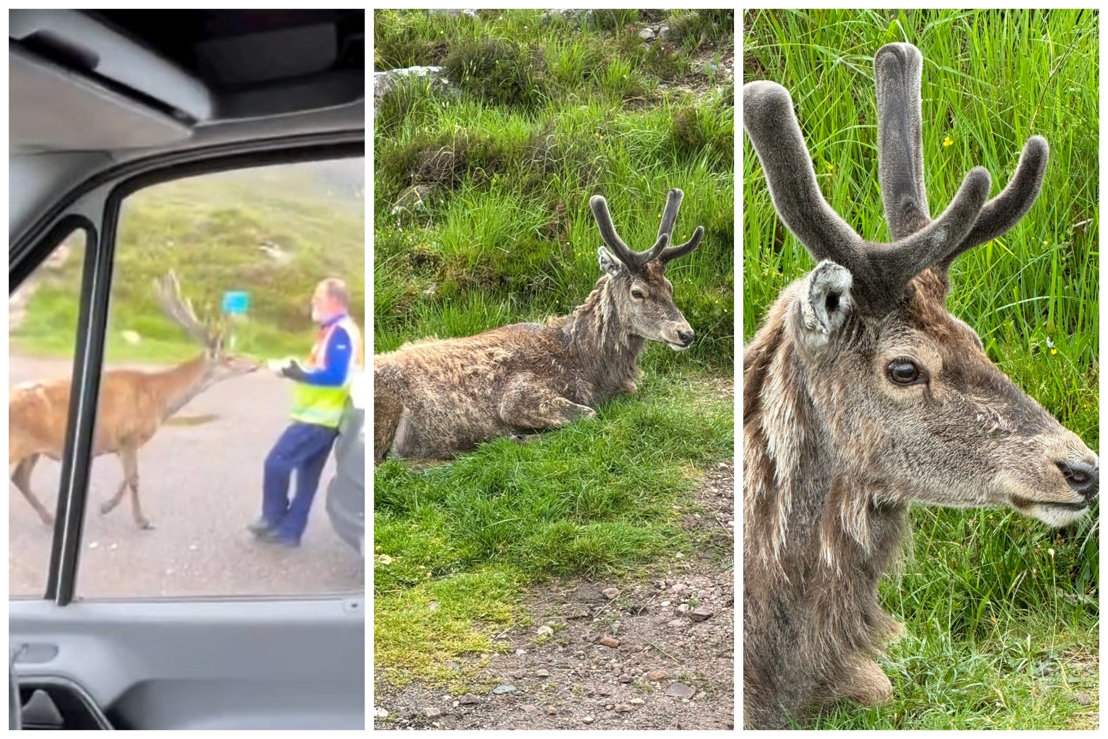 Cervo mascotte del parco ucciso dai croissant dei turisti: denti marci, non poteva mangiare