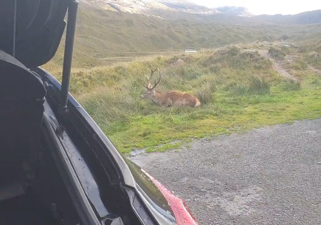 Cerf mascotte du parc tué par les croissants des touristes : dents pourries, impossible de manger