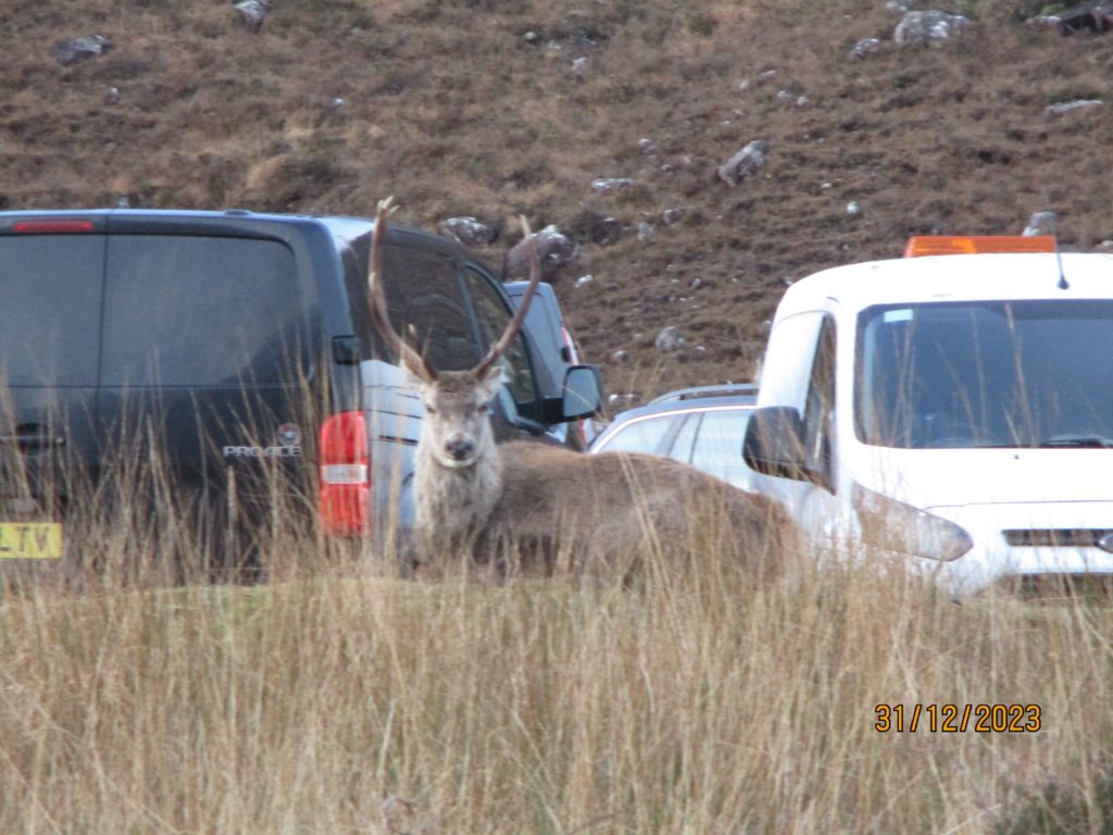 Cerf mascotte du parc tué par les croissants des touristes : dents pourries, impossible de manger