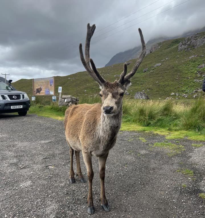 Cerf mascotte du parc tué par les croissants des touristes : dents pourries, impossible de manger