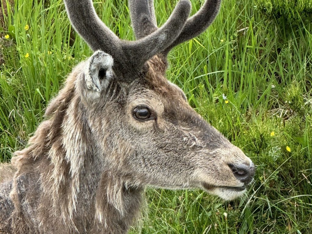 Cerf mascotte du parc tué par les croissants des touristes : dents pourries, impossible de manger