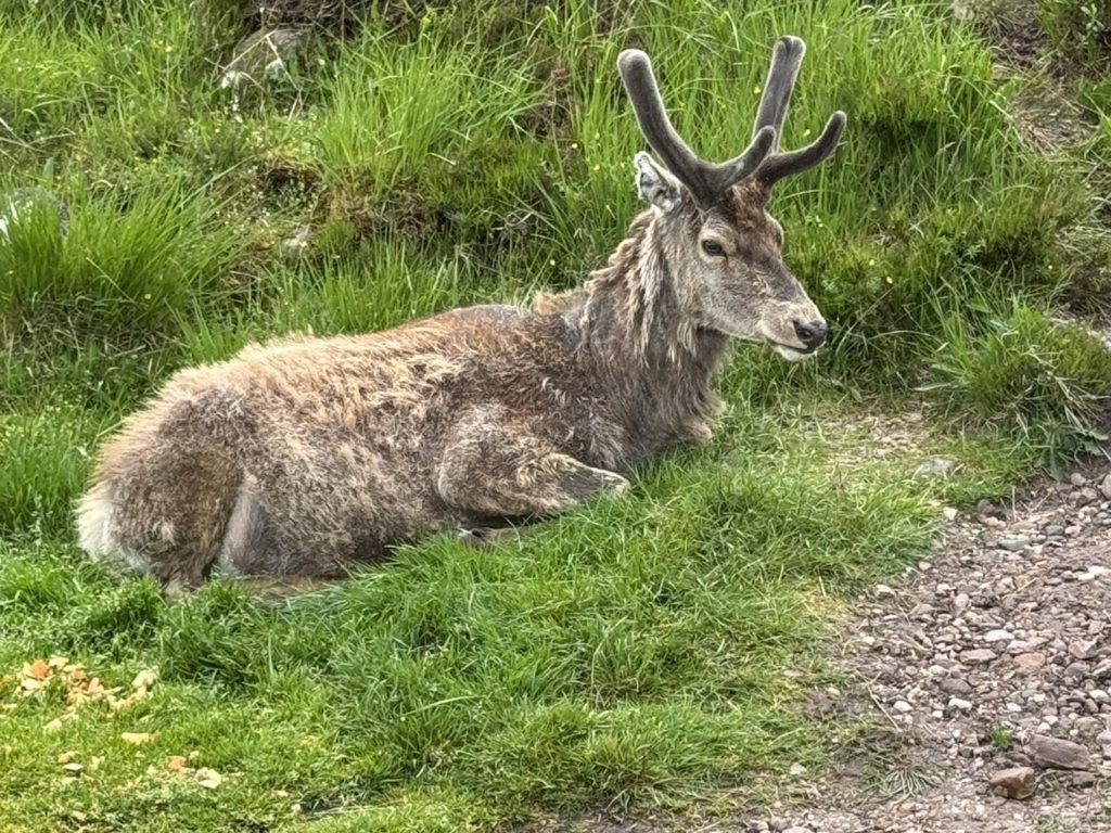 Cerf mascotte du parc tué par les croissants des touristes : dents pourries, impossible de manger