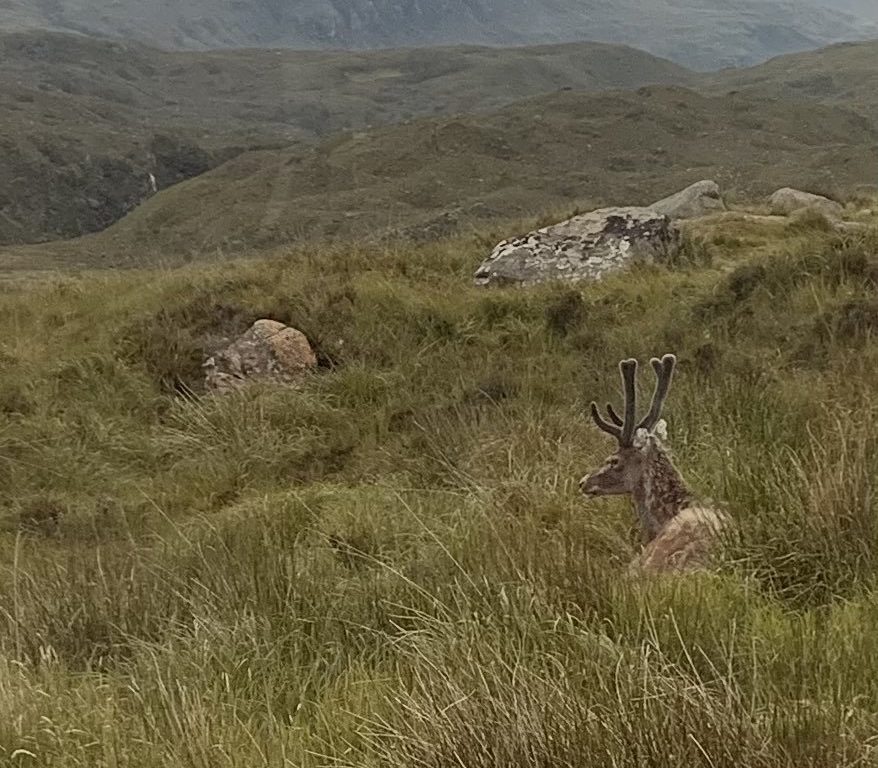 Cerf mascotte du parc tué par les croissants des touristes : dents pourries, impossible de manger