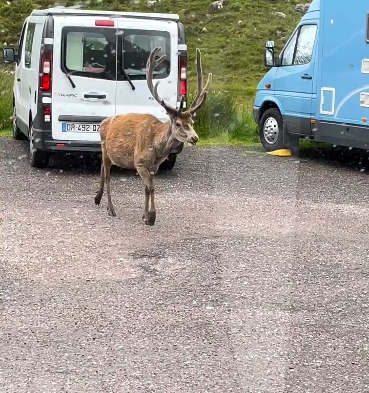 Cerf mascotte du parc tué par les croissants des touristes : dents pourries, impossible de manger