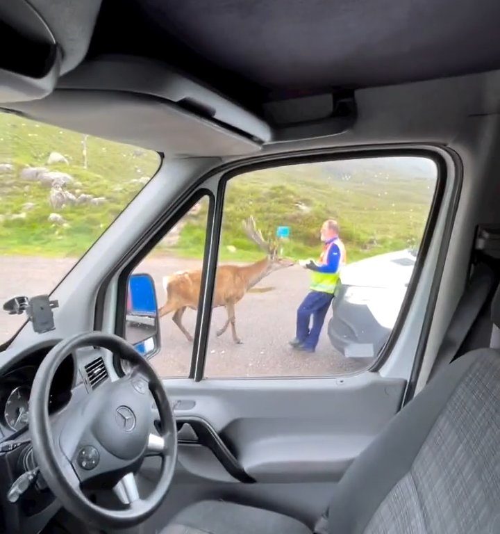 Cerf mascotte du parc tué par les croissants des touristes : dents pourries, impossible de manger