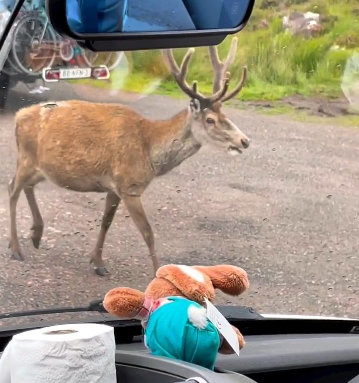 Cerf mascotte du parc tué par les croissants des touristes : dents pourries, impossible de manger