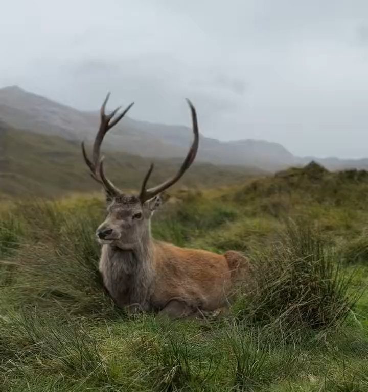 Cerf mascotte du parc tué par les croissants des touristes : dents pourries, impossible de manger