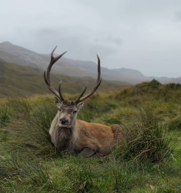 Cerf mascotte du parc tué par les croissants des touristes : dents pourries, impossible de manger