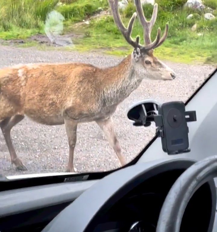 Cerf mascotte du parc tué par les croissants des touristes : dents pourries, impossible de manger