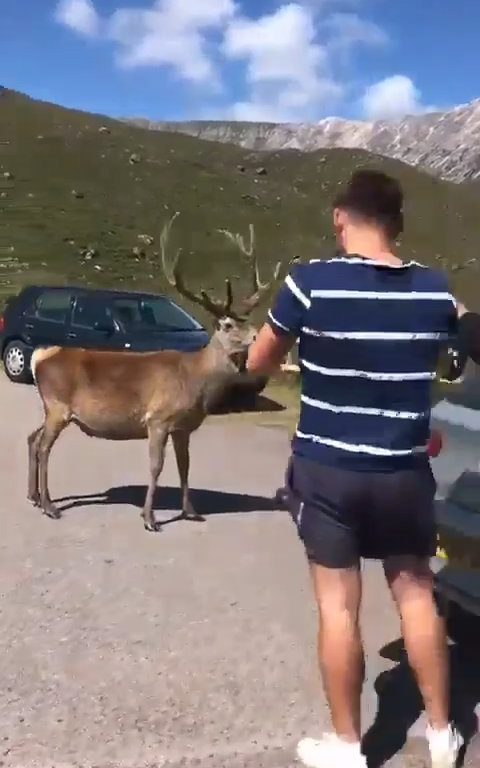 Cerf mascotte du parc tué par les croissants des touristes : dents pourries, impossible de manger