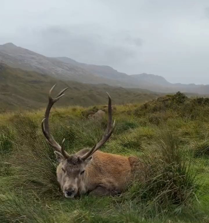 Cerf mascotte du parc tué par les croissants des touristes : dents pourries, impossible de manger