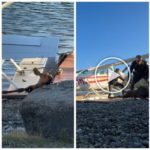 Alce bebé corre el riesgo de ahogarse, el emotivo rescate en un vídeo