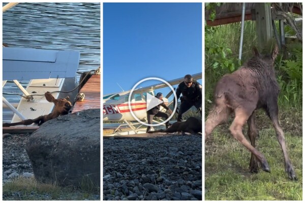 Cucciolo di alce rischia di affogare, l'emozionante salvataggio in un video