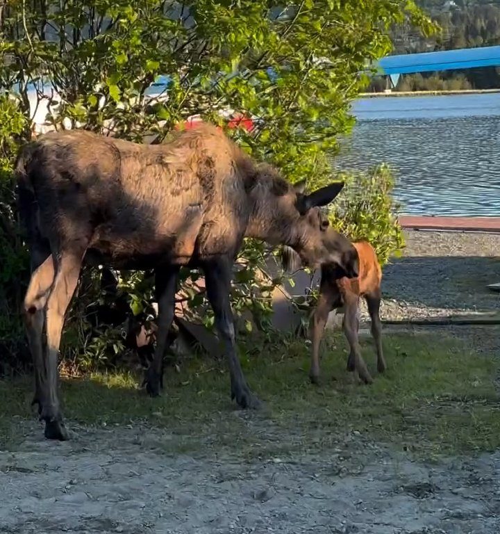 Cucciolo di alce rischia di affogare, l'emozionante salvataggio in un video