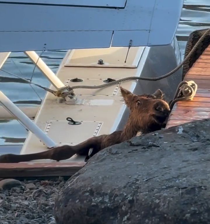 Cucciolo di alce rischia di affogare, l'emozionante salvataggio in un video