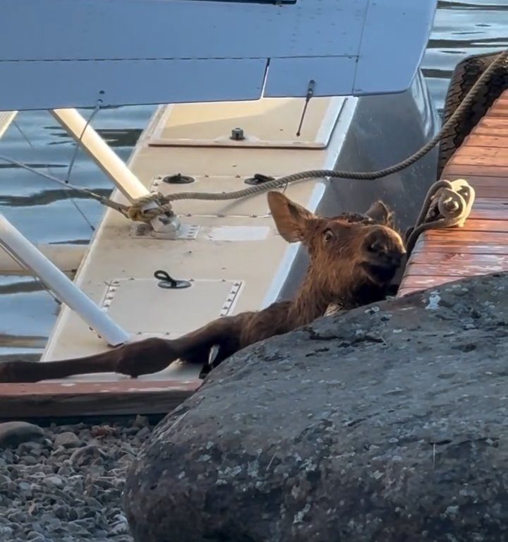 Cucciolo di alce rischia di affogare, l'emozionante salvataggio in un video