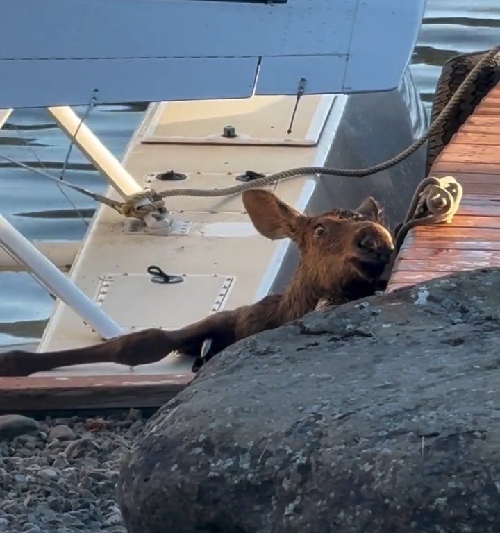 Cucciolo di alce rischia di affogare, l'emozionante salvataggio in un video