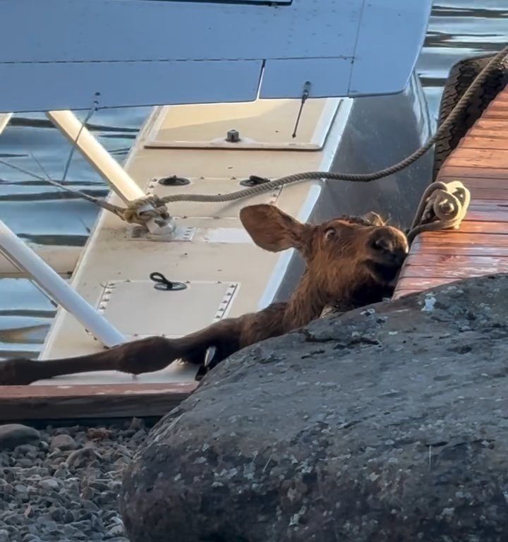 Cucciolo di alce rischia di affogare, l'emozionante salvataggio in un video