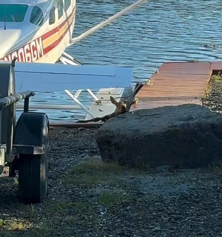 Alce bebé corre el riesgo de ahogarse, el emotivo rescate en un vídeo