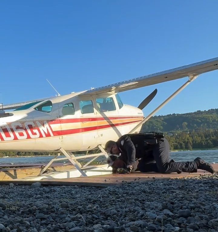 Cucciolo di alce rischia di affogare, l'emozionante salvataggio in un video