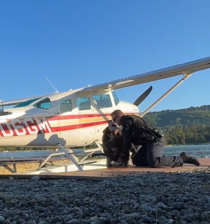 Cucciolo di alce rischia di affogare, l'emozionante salvataggio in un video