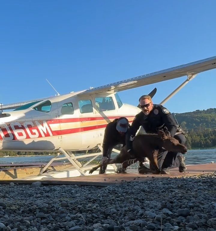 Cucciolo di alce rischia di affogare, l'emozionante salvataggio in un video