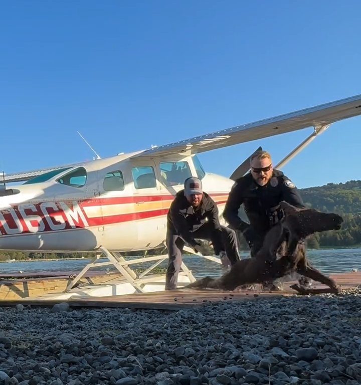 Cucciolo di alce rischia di affogare, l'emozionante salvataggio in un video