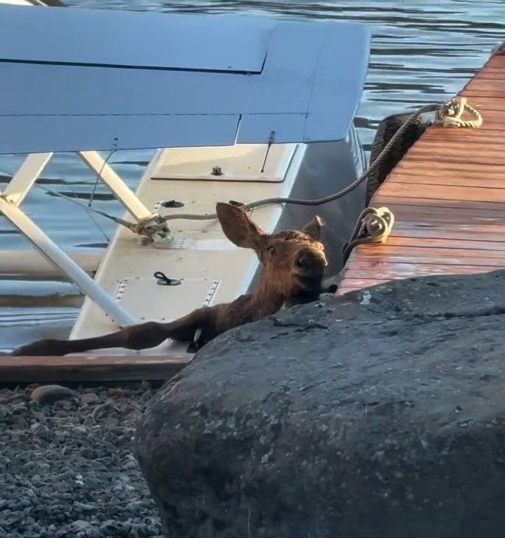 Cucciolo di alce rischia di affogare, l'emozionante salvataggio in un video