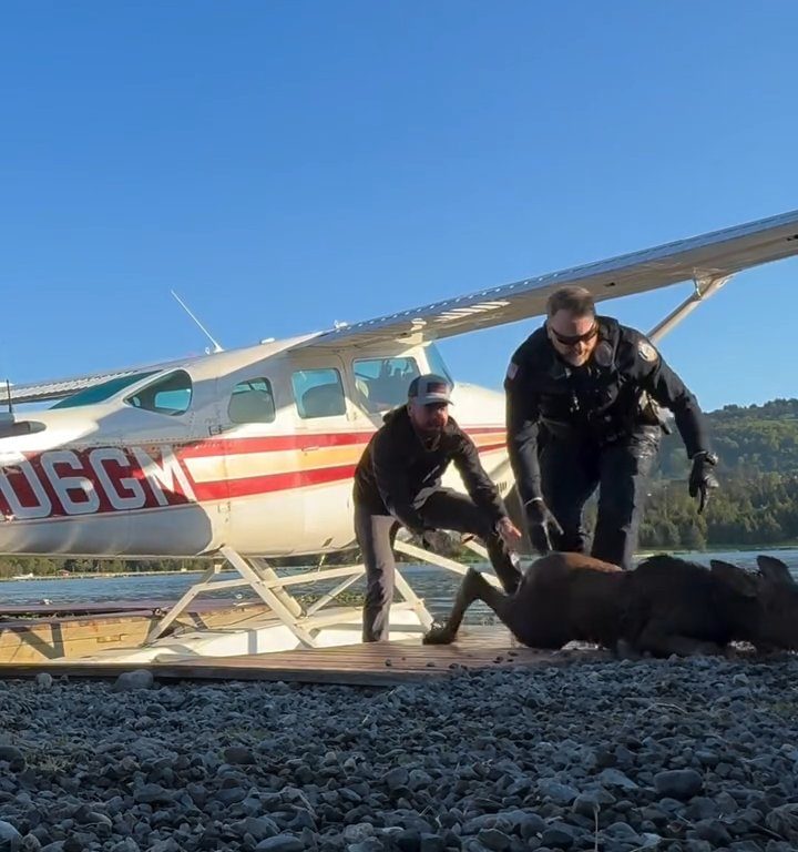 Alce bebé corre el riesgo de ahogarse, el emotivo rescate en un vídeo