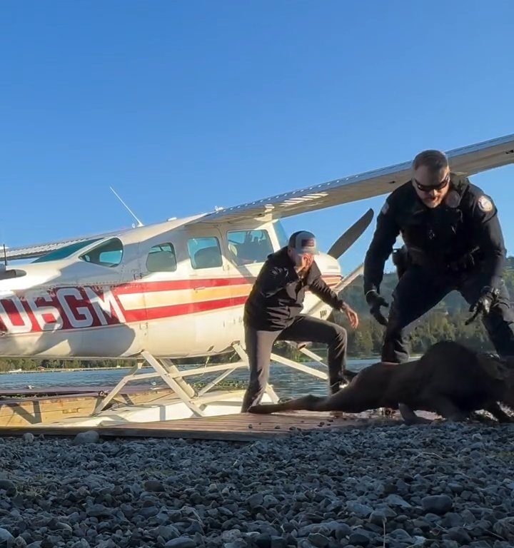 Alce bebé corre el riesgo de ahogarse, el emotivo rescate en un vídeo