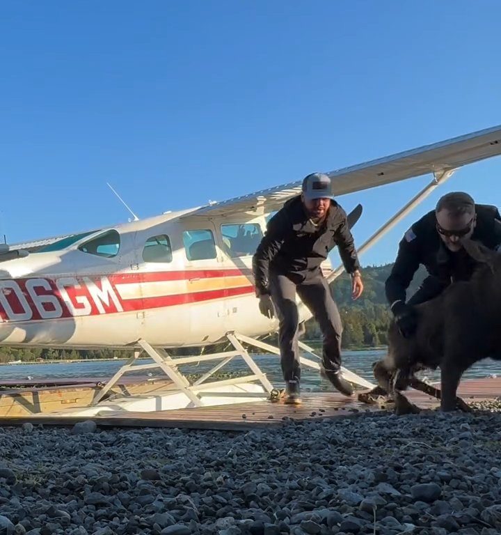 Alce bebé corre el riesgo de ahogarse, el emotivo rescate en un vídeo