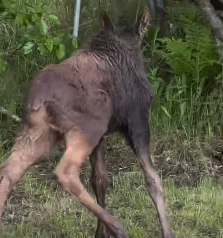 Cucciolo di alce rischia di affogare, l'emozionante salvataggio in un video