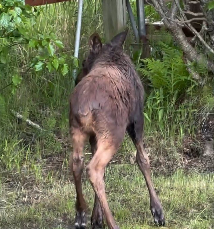 Cucciolo di alce rischia di affogare, l'emozionante salvataggio in un video