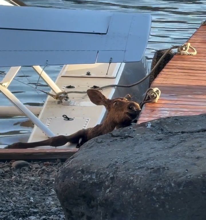 Cucciolo di alce rischia di affogare, l'emozionante salvataggio in un video