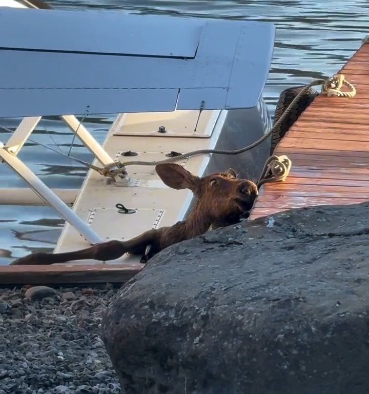 Cucciolo di alce rischia di affogare, l'emozionante salvataggio in un video