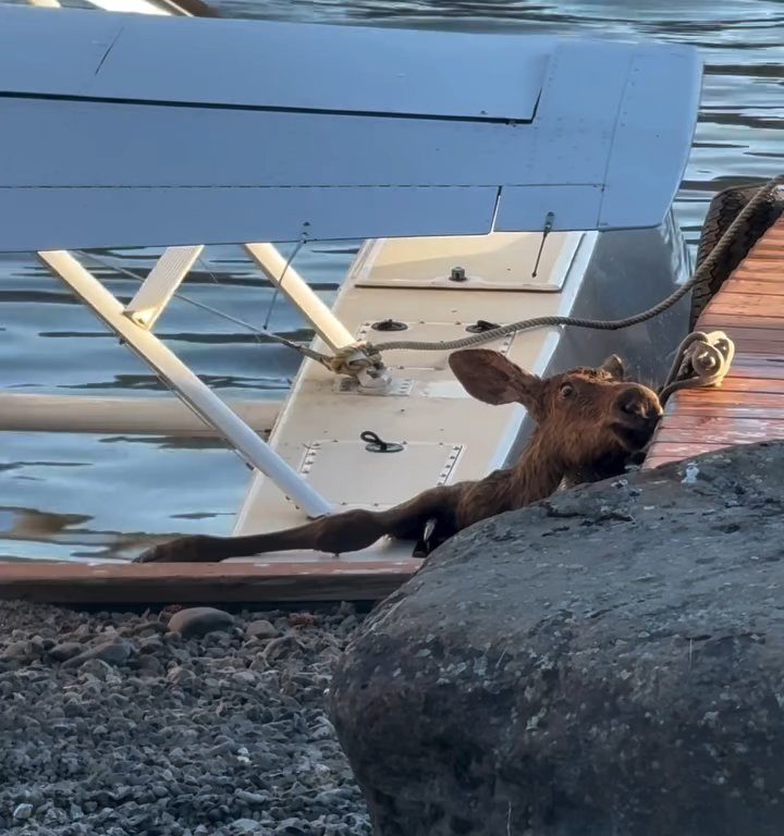 Cucciolo di alce rischia di affogare, l'emozionante salvataggio in un video