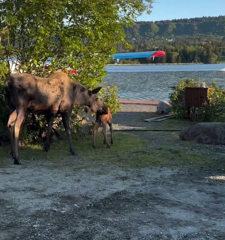 Cucciolo di alce rischia di affogare, l'emozionante salvataggio in un video