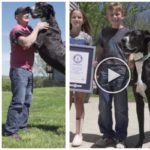 Ha muerto Kevin, el gran danés más alto del mundo coronado en el Guinness Mundial hace apenas tres meses