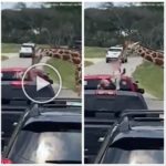 Miedo en el zoológico safari, una jirafa secuestra a una niña de dos años