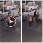 Toro se vuelve loco en el rodeo y se lanza sobre el público, corneando a todos: terror y heridas