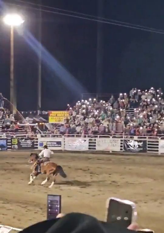 Toro dreht beim Rodeo durch und stürzt sich ins Publikum, was alle in Aufruhr versetzt: Schrecken und Verletzungen