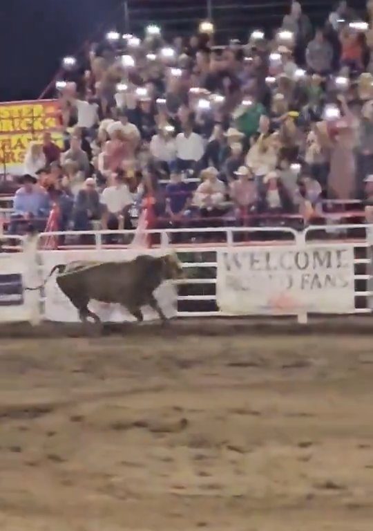 Toro dreht beim Rodeo durch und stürzt sich ins Publikum, was alle in Aufruhr versetzt: Schrecken und Verletzungen