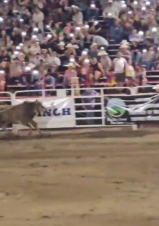 Toro dreht beim Rodeo durch und stürzt sich ins Publikum, was alle in Aufruhr versetzt: Schrecken und Verletzungen