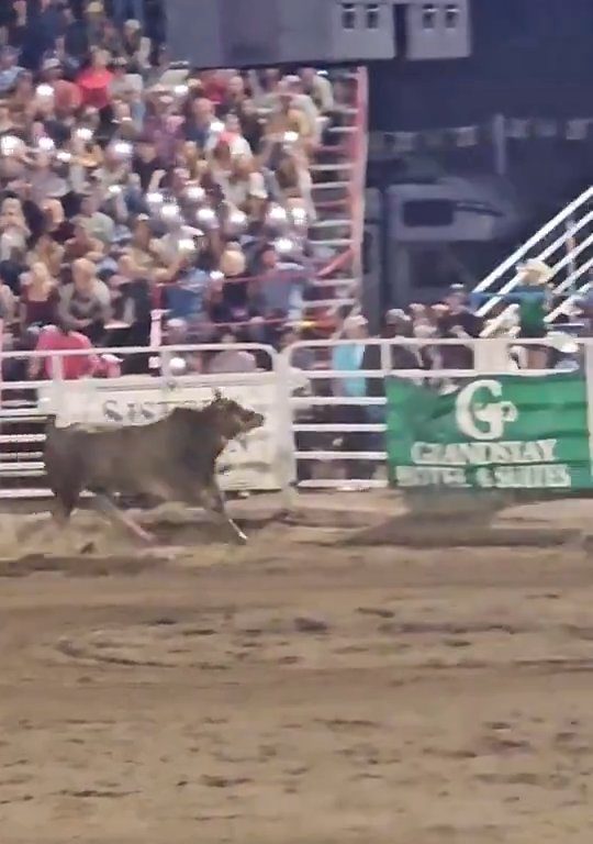 Toro dreht beim Rodeo durch und stürzt sich ins Publikum, was alle in Aufruhr versetzt: Schrecken und Verletzungen