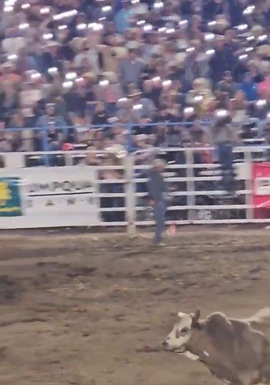 Toro dreht beim Rodeo durch und stürzt sich ins Publikum, was alle in Aufruhr versetzt: Schrecken und Verletzungen