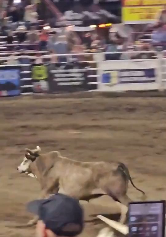 Toro dreht beim Rodeo durch und stürzt sich ins Publikum, was alle in Aufruhr versetzt: Schrecken und Verletzungen