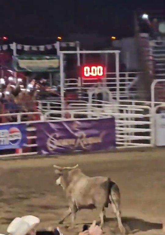 Toro se vuelve loco en el rodeo y se lanza sobre el público, corneando a todos: terror y heridas