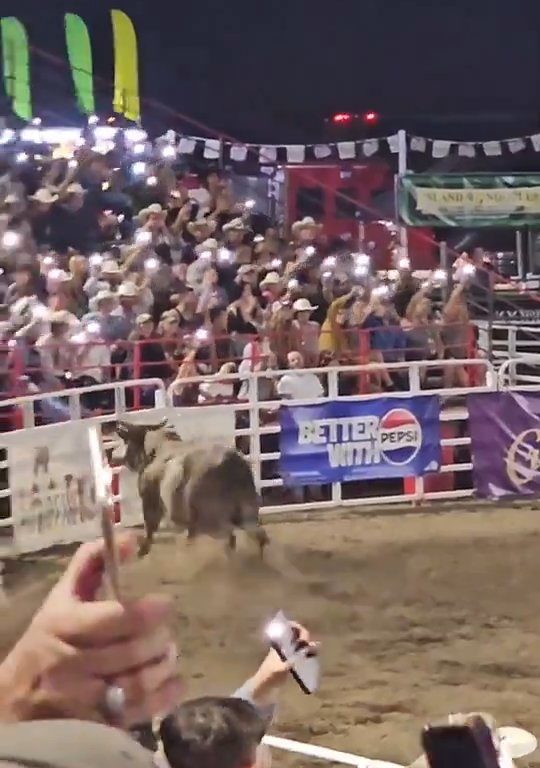 Toro dreht beim Rodeo durch und stürzt sich ins Publikum, was alle in Aufruhr versetzt: Schrecken und Verletzungen