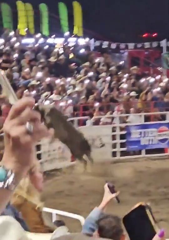 Toro dreht beim Rodeo durch und stürzt sich ins Publikum, was alle in Aufruhr versetzt: Schrecken und Verletzungen